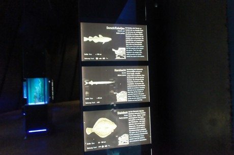stralsund-ozeaneum