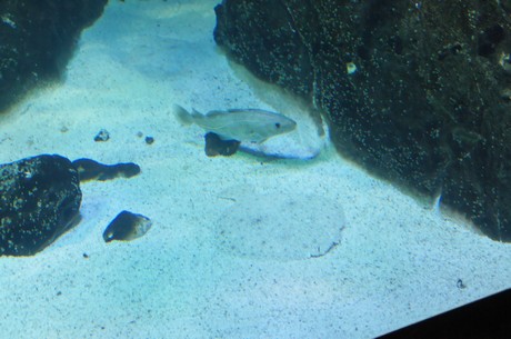 stralsund-ozeaneum