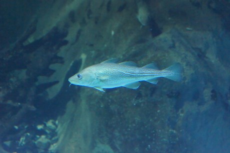 stralsund-ozeaneum