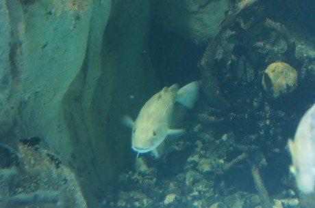stralsund-ozeaneum