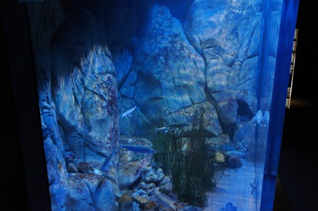 stralsund-ozeaneum