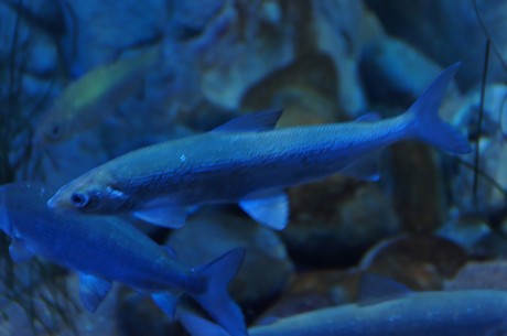 stralsund-ozeaneum