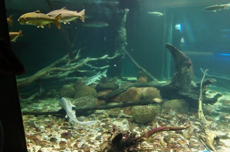 stralsund-ozeaneum