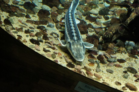 stralsund-ozeaneum