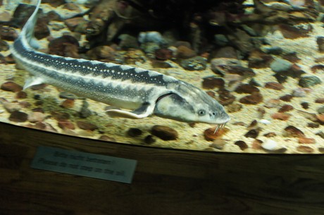 stralsund-ozeaneum