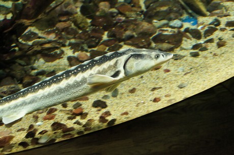stralsund-ozeaneum