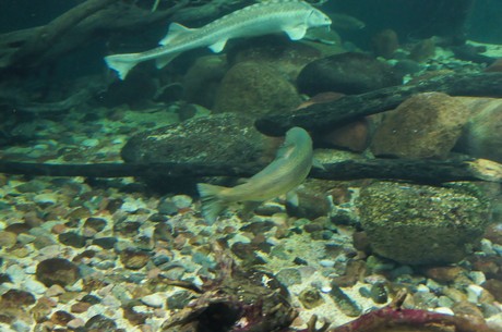 stralsund-ozeaneum