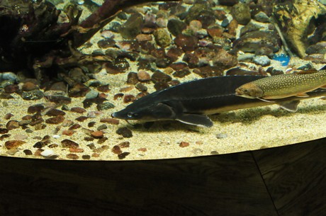 stralsund-ozeaneum