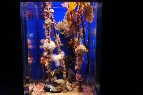stralsund-ozeaneum