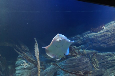 stralsund-ozeaneum