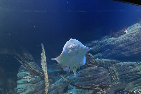 stralsund-ozeaneum