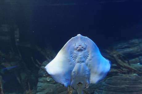 stralsund-ozeaneum