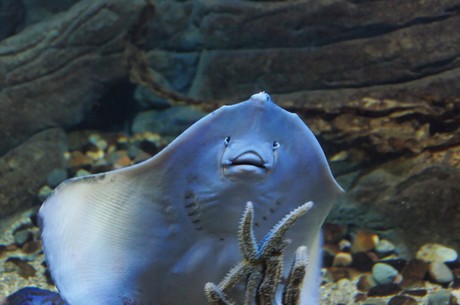 stralsund-ozeaneum