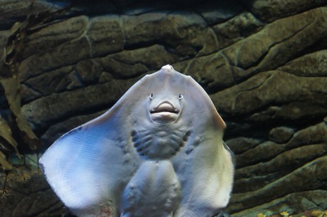 stralsund-ozeaneum