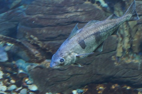 stralsund-ozeaneum