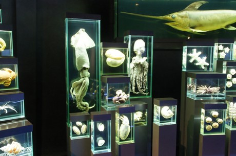 stralsund-ozeaneum