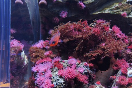 stralsund-ozeaneum
