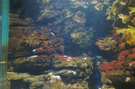 stralsund-ozeaneum