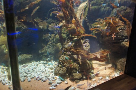 stralsund-ozeaneum