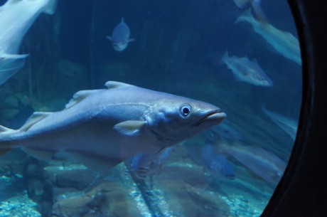 stralsund-ozeaneum