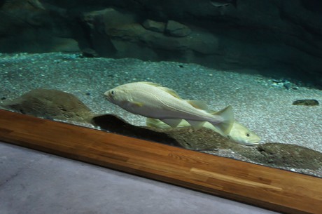 stralsund-ozeaneum