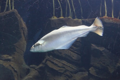 stralsund-ozeaneum