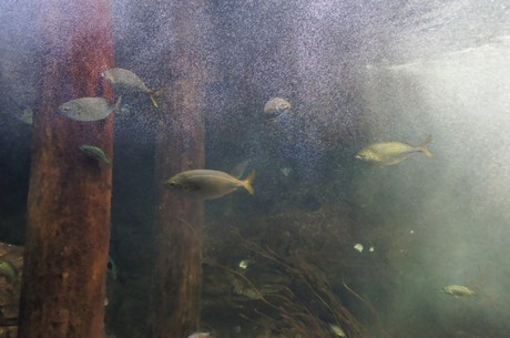 stralsund-ozeaneum