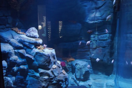 stralsund-ozeaneum