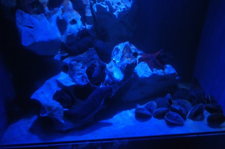 stralsund-ozeaneum
