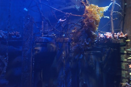 stralsund-ozeaneum