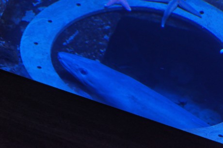 stralsund-ozeaneum