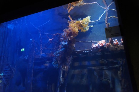 stralsund-ozeaneum