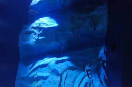 stralsund-ozeaneum