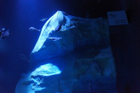 stralsund-ozeaneum