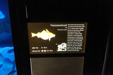 stralsund-ozeaneum