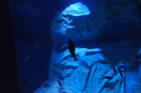 stralsund-ozeaneum
