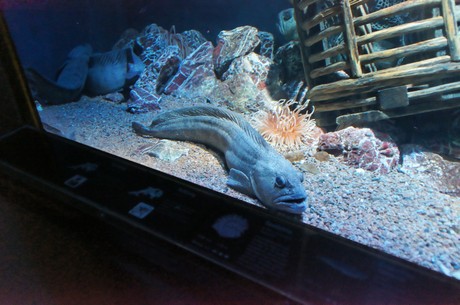 stralsund-ozeaneum