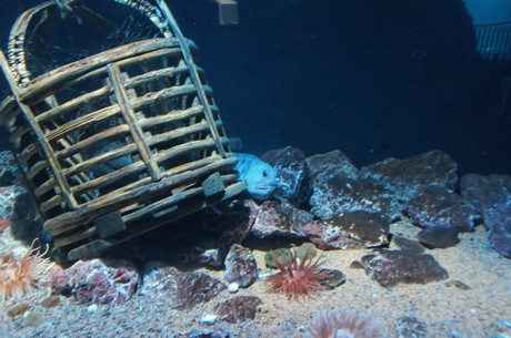 stralsund-ozeaneum