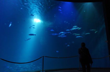 stralsund-ozeaneum