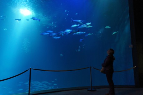 stralsund-ozeaneum
