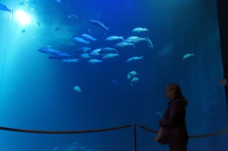 stralsund-ozeaneum