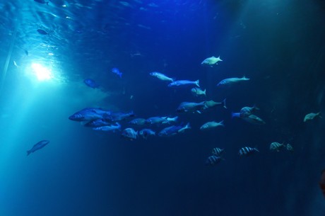 stralsund-ozeaneum
