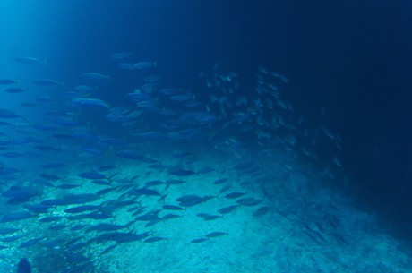 stralsund-ozeaneum