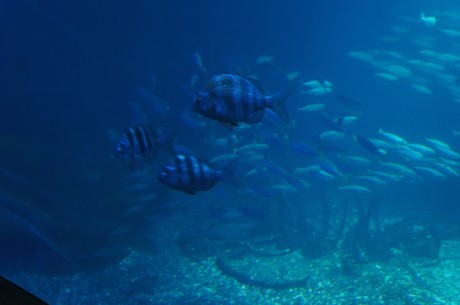 stralsund-ozeaneum