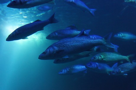 stralsund-ozeaneum