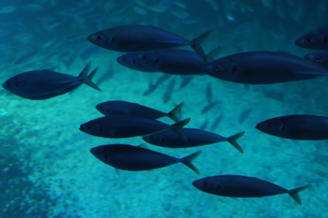 stralsund-ozeaneum
