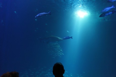 stralsund-ozeaneum