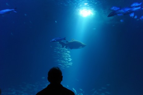 stralsund-ozeaneum