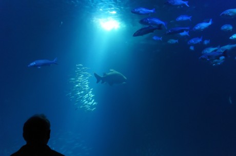 stralsund-ozeaneum