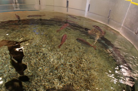 stralsund-ozeaneum